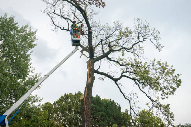 Professional Tree Care Services in Fordyce, AR